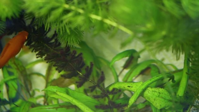 Closeup view of home aquarium with fish in it. Real time full hd video footage.