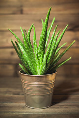 Aloe vera green plant in metal pot on studio wooden background. 