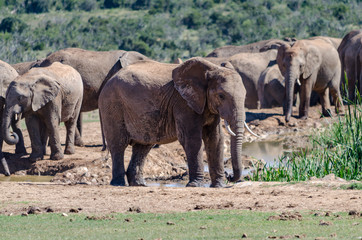 Fototapeta premium herd of elephants