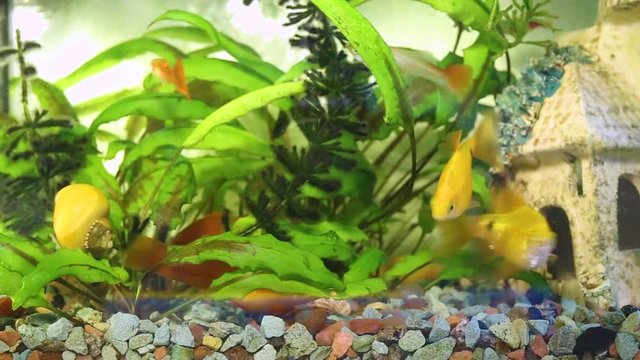 Different small fish searching for food in home aquarium. Closeup real time full hd video footage.