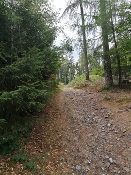 Wanderweg Sandplacken im Taunus
