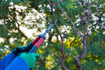 Naklejka premium Persona corta la rama con la tijera de podar