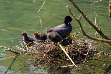 nido di folaghe lungo il fiume