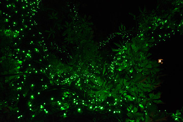 Christmas lights on a tree