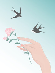 Delicate rose on a stem with a bud in a female hand, two swallows - spring background - vector