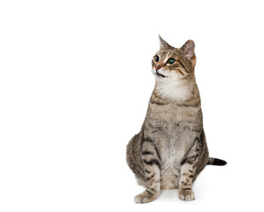 cat sitting against white background
