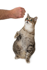 hungry cat  on on a white background
