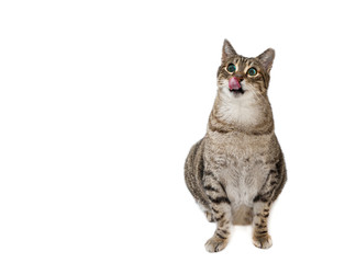cat sitting against white background
