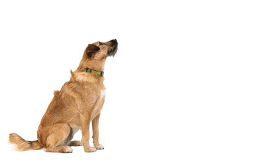 dog in front of white background
