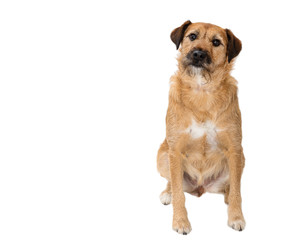 dog in front of white background
