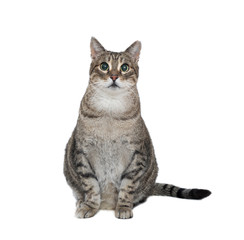 Fototapeta premium cat sitting against white background 