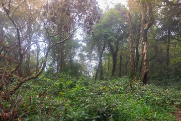 fresh green rainforest at mon jong doi, Chaing mai, Thailand