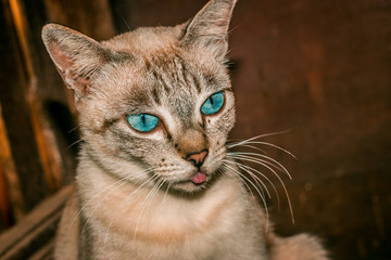 Ocean eyes cat 