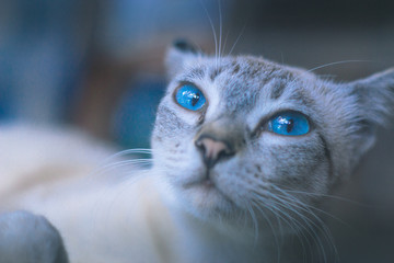 Ocean eyes cat 