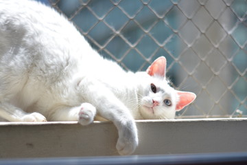 Gato branco em sacada num sol de ver&atilde;o