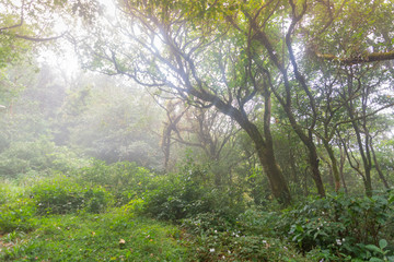 Fototapeta na wymiar walking path in fresh green rainforest at mon jong doi, Thailand