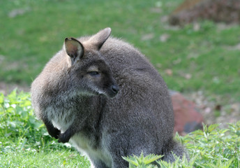 Cute Wallaby standing in the middle of green field