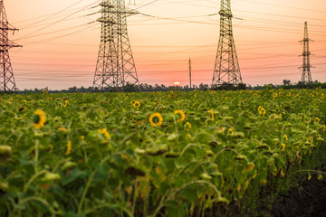 Charming landscape of sunflowers against summer sunrise