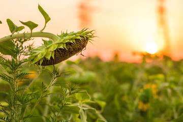 Sunflowers garden. Sunflowers have abundant health benefits. Sunflower oil improves skin health and promote cell regeneration