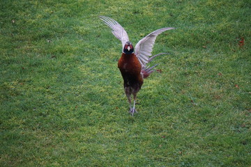 Fasan im Garten