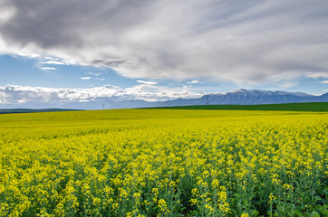 Obraz premium canola fields