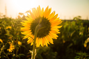 Sunflowers garden. Sunflowers have abundant health benefits. Sunflower oil improves skin health and...