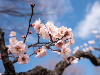 青空に咲く桜、満開の春