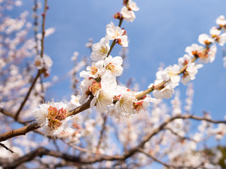 満開の桜、お花見と美しい青空