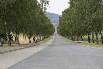 Allee mit Bäumen
