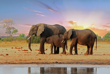 Family of Elephants with a nice sunset sky.  Elephan Calf is swuckling rom it's Mum. Hwange National Park, Zimbabwe