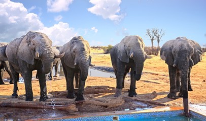 Four large African Elephants standing in a line drinking from the camp swimming pool in Hwange National Park, Zimbabwe