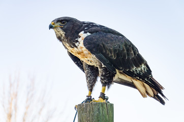 jackal buzzard on perch closeup