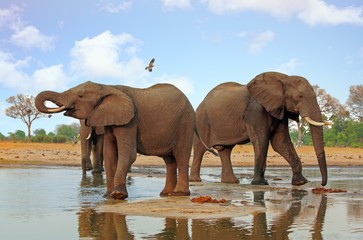Elephants standing back to back at a waterhole with a bird flying overhead in Hwange National Park, Zimbabwe