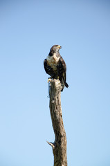 jackal buzzard on perch