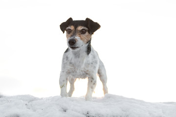 Jack Russell Terrier dog in nature in winter in front of white background