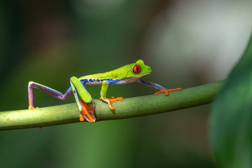 Red-eyed Tree Frog, Agalychnis callidryas, sitting on the green leave in tropical forest in Costa Rica.