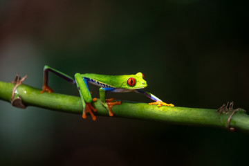 Red-eyed Tree Frog, Agalychnis callidryas, sitting on the green leave in tropical forest in Costa Rica.