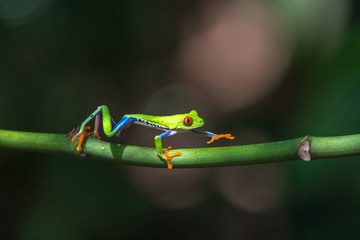 Red-eyed Tree Frog, Agalychnis callidryas, sitting on the green leave in tropical forest in Costa Rica.