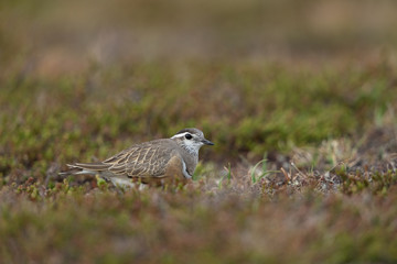 Eurasian dotterel in the scandinavian fell