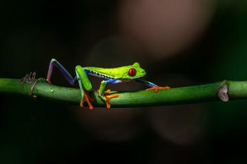 Red-eyed Tree Frog, Agalychnis callidryas, sitting on the green leave in tropical forest in Costa Rica.