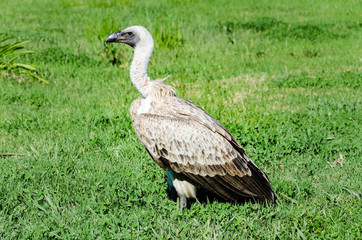 cape vulture