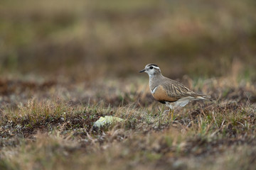 Eurasian dotterel in the scandinavian fell