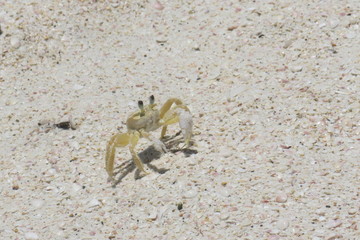 cangrejo