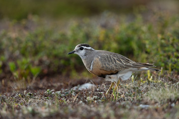 Eurasian dotterel in the scandinavian fell