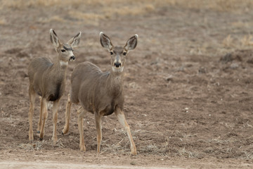 Naklejka na ściany i meble Mule (Black-tailed) deer in Bosque Del Apache, New Mexico, USA