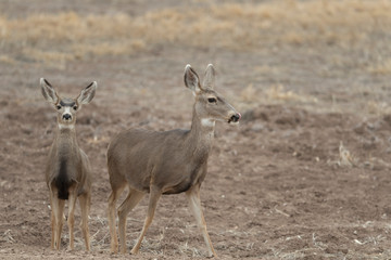 Naklejka na ściany i meble Mule (Black-tailed) deer in Bosque Del Apache, New Mexico, USA