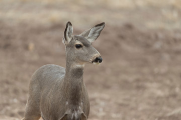 Mule (Black-tailed) deer in Bosque Del Apache, New Mexico, USA