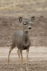 Mule (Black-tailed) deer in Bosque Del Apache, New Mexico, USA