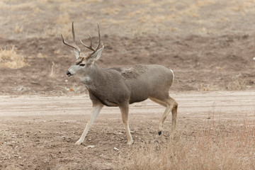 Mule (Black-tailed) deer in Bosque Del Apache, New Mexico, USA