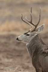 Mule (Black-tailed) deer in Bosque Del Apache, New Mexico, USA